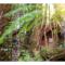 The Mouses House Rainforest Retreat