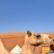 Thousand Stars Desert Camp