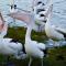 Essence Kangaroo Island - Tiny home American River