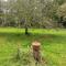 Suite Balnéo en bord de forêt - Pouzy-Mésangy