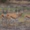 Grassland Safari Lodge
