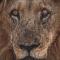 Grassland Safari Lodge