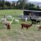 Bruce Farm Alpaca Cabin 1 by Tiny Away - 巴尔克拉萨