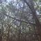 Pine Apartment 2 plus 1