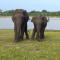 udawalawa safari resort - Удавалаве