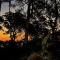 Sunset Palms
