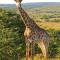 Lalibela Game Reserve - Kichaka Lodge - Paterson