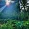 Thoppil Homestay Munnar