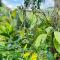 Thoppil Homestay Munnar