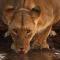Honeyguide Tented Safari Camps - Mantobeni - Manyeleti Game Reserve
