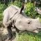 Kings jungle safari & Culture home stay - Meghauli