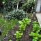 garden with Iron Gate, East Los Angeles - El Monte