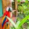 Casitas Del Rio Riverfront Nature Lodge - Uvita