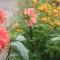 Tranquil Retreat Homestay