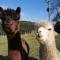 A spacious rural apartment with alpacas to enjoys - Chewton Mendip