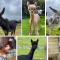 A space with amazing views and alpacas to enjoy - Chewton Mendip