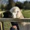 A space with amazing views and alpacas to enjoy - Chewton Mendip
