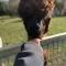 A space with amazing views and alpacas to enjoy - Chewton Mendip