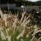 Pnoes Skyros