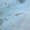 Bon Abri Maldives - Manadhoo