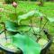 Angels homestay Marari