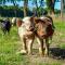 Vakantiewoningen Liefst in Epen - 埃彭