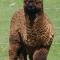 Silverstream Alpaca Farmstay & Tour - Kaiapoi