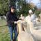 Silverstream Alpaca Farmstay & Tour - Kaiapoi