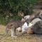 Grampians View Cottages and Units - Halls Gap