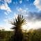 Le Petit Karoo Ranch