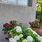 Hortensia