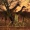 Big Cats Namibia Farmstay & Tours