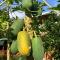 YEJOS Jungle Lodge