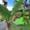 YEJOS Jungle Lodge