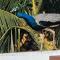 Villa Talpe Home stay Inviting 4 b&b and Pool