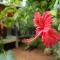 Guruwaththa Eco Lodge - Hikkaduwa