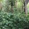 Prestige Nature Homestay Chikmagalur - Chikmagalūr