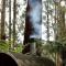 Forest Retreat