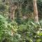 Hotel Safari Suite - Sauraha