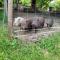 Ferienwohnung Landidyll, Whirlpool, Minipigs, Ponys, Familien - Halver