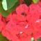 Green Palm Self Catering