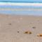 Beachside Hotel & Suites Cocoa Beach - Port Canaveral