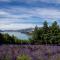 Lavender Cottage at Akaroa Lavender - 阿卡罗阿