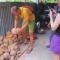 Ben Tre Farm Stay