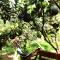 Ben Tre Farm Stay