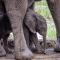 Elephant Valley Lodge