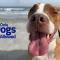 20% off - Pet Friendly Oceanview - Near Boardwalk