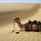 Sand dunes Camp Jaisalmer - Jaisalmer