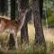Otters Rest Executive High Spec Lodge Shorefield County Park Lymington New Forest - 米尔福德昂西