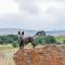 Raptor's View Dullstroom - Dullstroom
